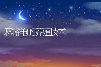 麻将龟的养殖技术