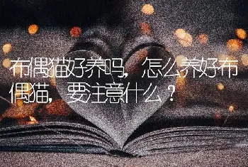 布偶猫好养吗，怎么养好布偶猫，要注意什么？