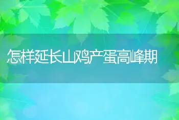 怎样延长山鸡产蛋高峰期