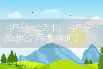 乌龟是什么动物，乌龟是什么动物是两栖动物吗？