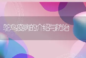 鸵鸟疫病的介绍与防治