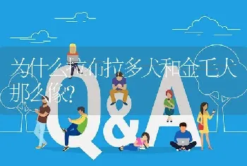 为什么拉布拉多犬和金毛犬那么像？