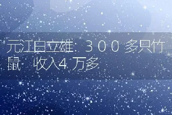 元江白立雄：300多只竹鼠 收入4万多