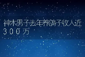 神木男子去年养鸽子收入近300万