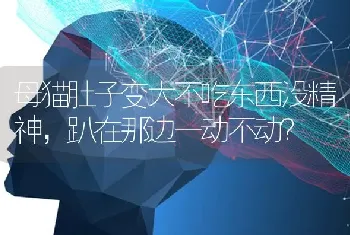 母猫肚子变大不吃东西没精神，趴在那边一动不动？