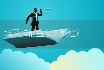 埃及神仙鱼多久繁殖？