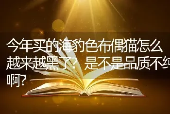 今年买的海豹色布偶猫怎么越来越黑了?是不是品质不纯啊？