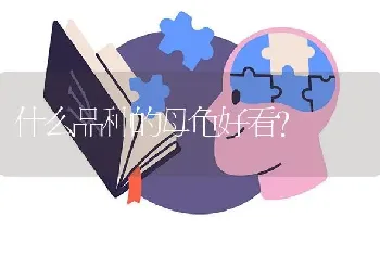 什么品种的母龟好看？