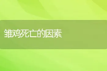 雏鸡死亡的因素