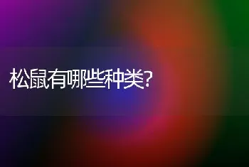 松鼠有哪些种类？