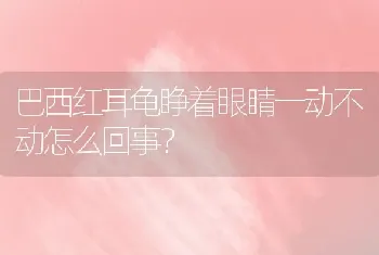 大白熊犬和布拉多拉杂交长什么样子？