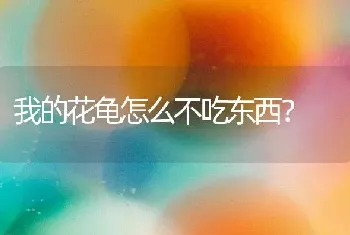 我的花龟怎么不吃东西？