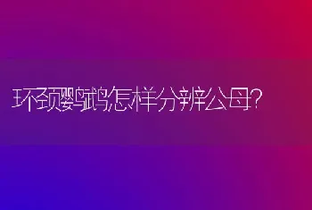 环颈鹦鹉怎样分辨公母？