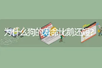 为什么狗的寿命比鹅还短？