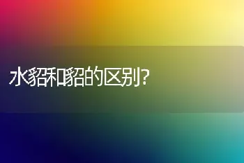 水貂和貂的区别？