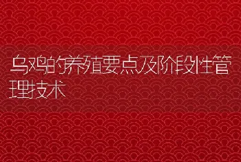 乌鸡的养殖要点及阶段性管理技术