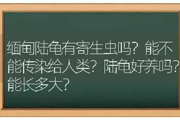 猫咪血尿不排便是怎么回事？