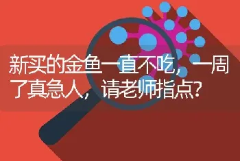 新买的金鱼一直不吃，一周了真急人，请老师指点？