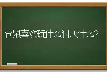 仓鼠喜欢玩什么讨厌什么？