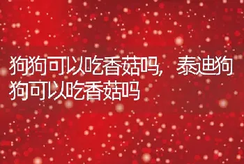 狗狗可以吃香菇吗，泰迪狗狗可以吃香菇吗