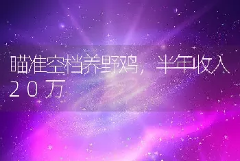 瞄准空档养野鸡，半年收入20万