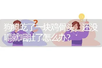 狗狗吃了一块鸡骨头。还没嚼就咽肚了怎么办？