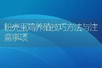 粉壳蛋鸡养殖技巧方法与注意事项