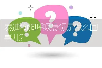 泰迪狗狗呼吸急促是怎么回事儿？