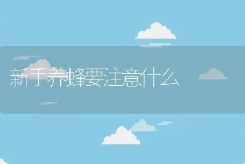 新手养蜂要注意什么