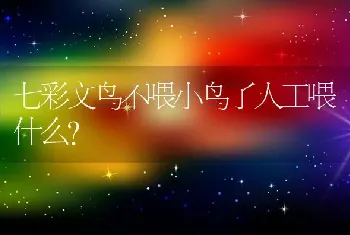 七彩文鸟不喂小鸟了人工喂什么？