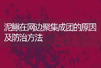 泥鳅在网边聚集成团的原因及防治方法