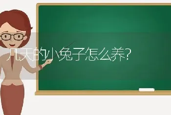 几天的小兔子怎么养？