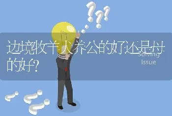 边境牧羊犬养公的好还是母的好？