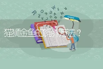 猫狮金鱼的饲养方法？