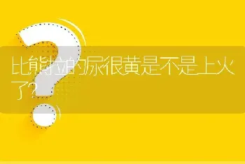 比熊拉的尿很黄是不是上火了？