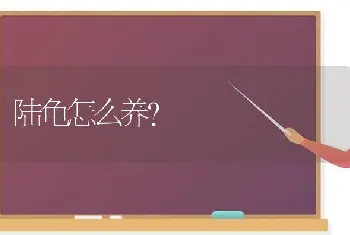 陆龟怎么养？