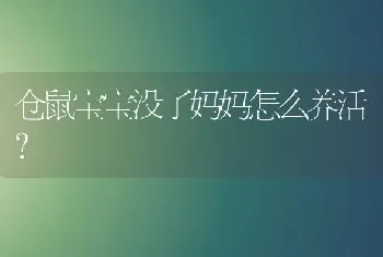 仓鼠宝宝没了妈妈怎么养活？