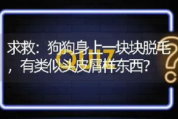 求救：狗狗身上一块块脱毛，有类似头皮屑样东西？