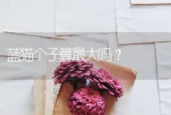 蓝猫个子算最大吗？