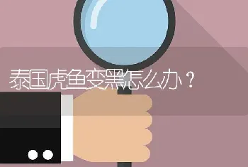 泰国虎鱼变黑怎么办？