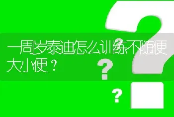 一周岁泰迪怎么训练不随便大小便？