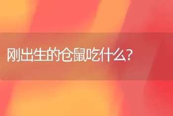 刚出生的仓鼠吃什么？