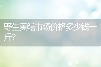 野生黄鳝市场价格多少钱一斤？