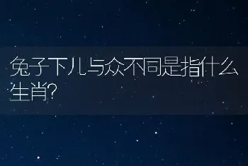 兔子下儿与众不同是指什么生肖？