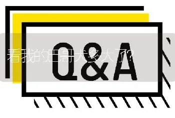 看我的巴哥犬多大了？