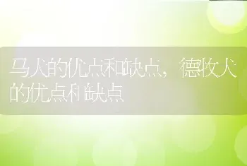 马犬的优点和缺点，德牧犬的优点和缺点