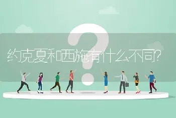 约克夏和西施有什么不同？