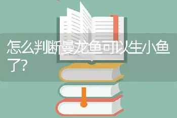 怎么判断曼龙鱼可以生小鱼了？