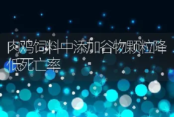 肉鸡饲料中添加谷物颗粒降低死亡率