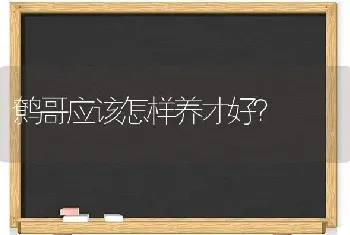 鹩哥应该怎样养才好？